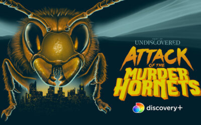 Attack of the Murder Hornets