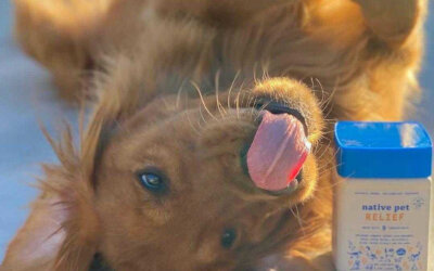 Products for Keeping Your Dog (and Cat) Healthy and Happy this Summer